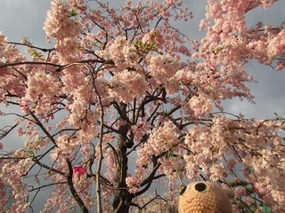 IMG_2745.jpg