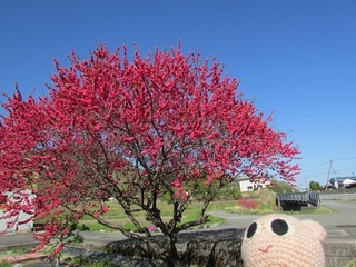 IMG_2821.jpg