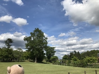 IMG_9445.jpg
