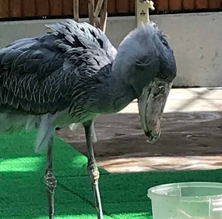 hasibiro2.jpg