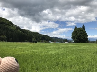 totoro1.jpg